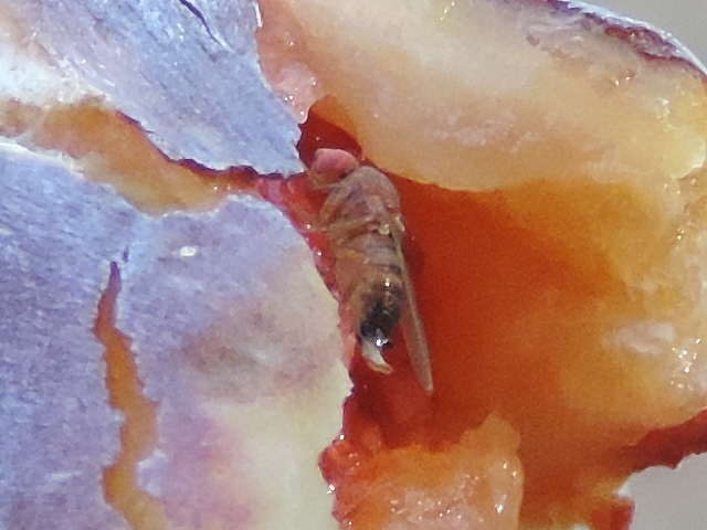 Drosophila suzukii Matsumura : adulte femelle ayant sorti l'ovipositeur (sur figue en surmaturit�)