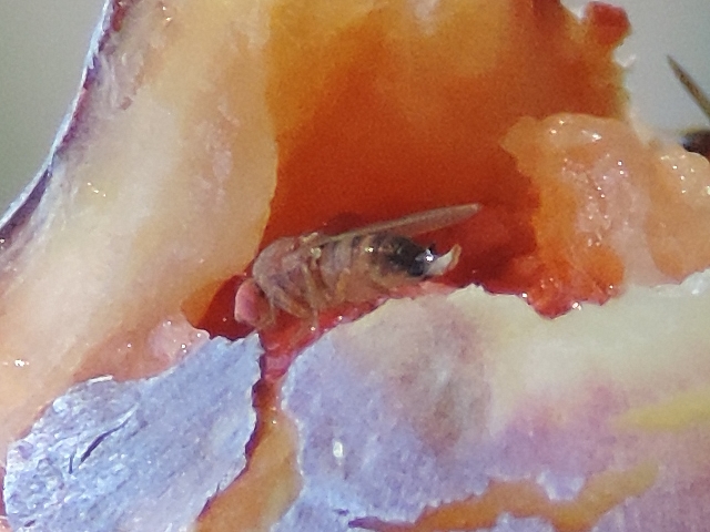 Drosophila suzukii Matsumura : femelle ayant sorti l'ovipositeur (sur figue en surmaturit�)