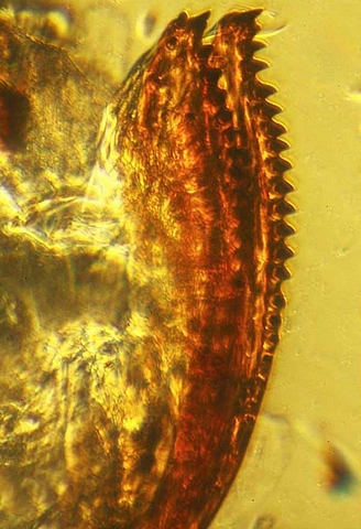 Drosophila suzukii Matsumura : l'ovipositeur est fortement dent� dans sa partie haute