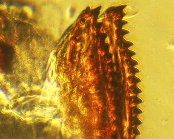 Drosophila suzukii Matsumura : l'ovipositeur est dot� de dents au sommet et sur la partie haute des deux bords