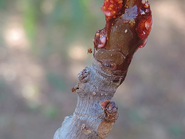 Drosophila suzukii Matsumura : adulte m�le sur la zone de bois gris d'une branche de figuier