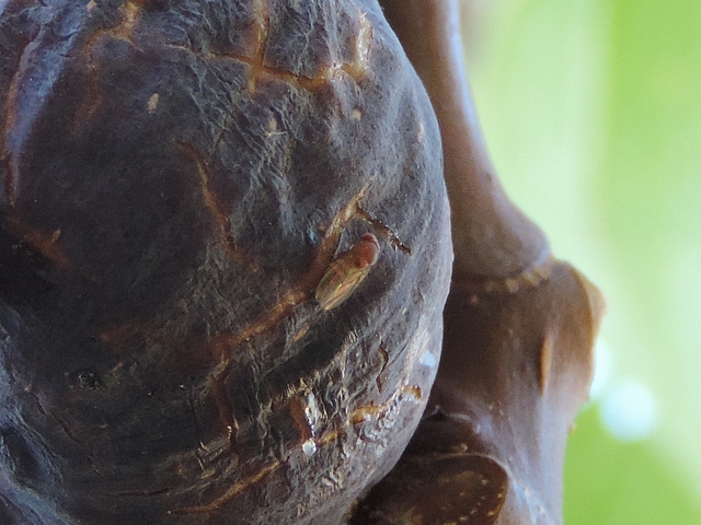 Drosophila suzukii : adulte femelle sur une figue en surmaturit�