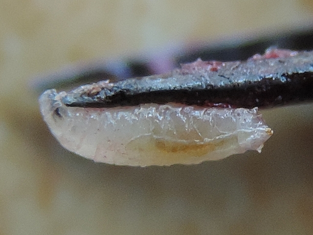 Drosophila suzukii Matsumura : larve accroch�e au bout d'une pince � dissection