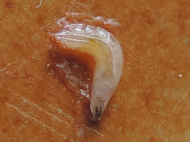 Drosophila suzukii Matsumura : larve trouv�e dans une figue en surmaturit�