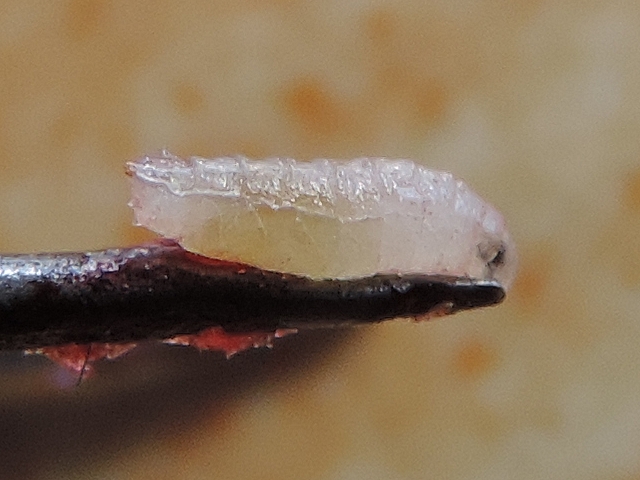 Drosophila suzukii Matsumura : larve accroch�e au bout d'une pince � dissection