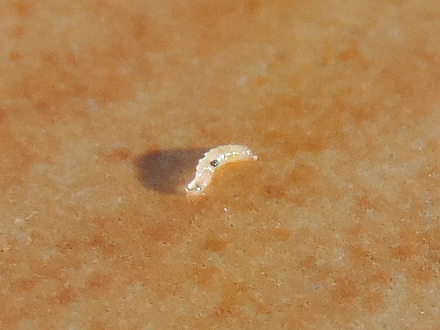 Drosophila suzukii Matsumura : larve trouv�e dans une figue en surmaturit�
