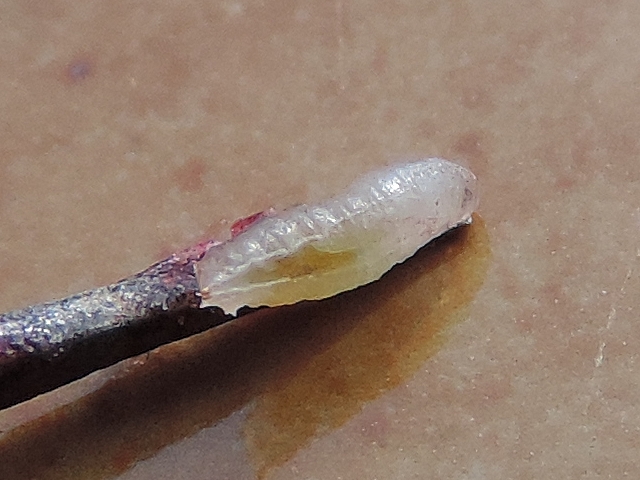 Drosophila suzukii Matsumura : larve vue de derri�re