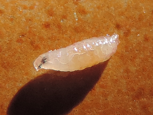 Drosophila suzukii Matsumura (larve) :  l'armature pharyngienne