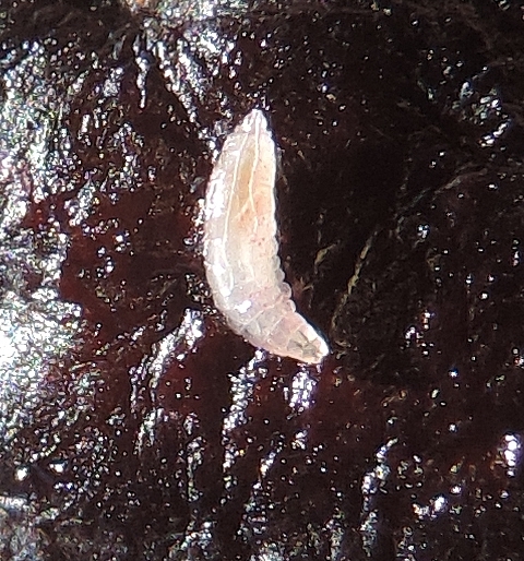 Drosophila suzukii Matsumura (larve) : l'armature pharyngienne fait suite aux mandibules