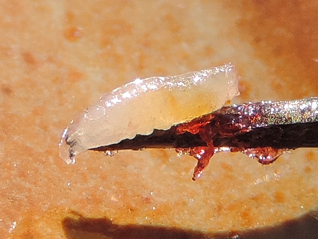 Drosophila suzukii Matsumura : d�tail de l'extr�mit� ant�rieure de la larve au bout d'une pince � dissection