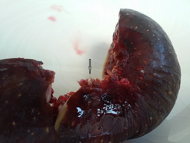 Drosophila suzukii Matsumura : larve dans figue m�re (ferme et non ab�m�e)