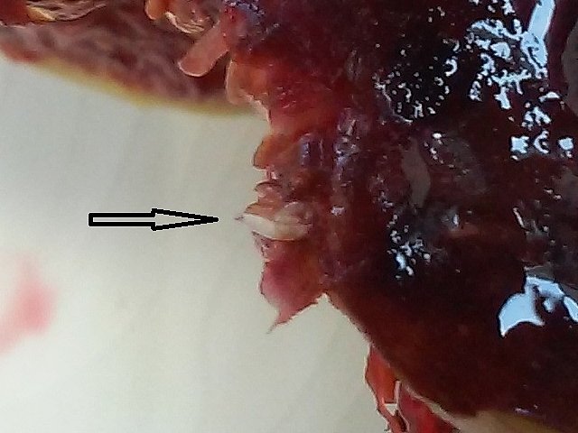 Drosophila suzukii Matsumura : larve dans figue m�re (ferme et non ab�m�e)