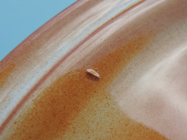 Drosophila suzukii Matsumura : larve trouv�e dans une figue en surmaturit� 