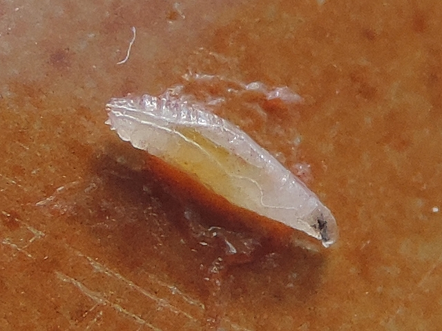 Drosophila suzukii Matsumura : larve trouv�e dans une figue en surmaturit� 