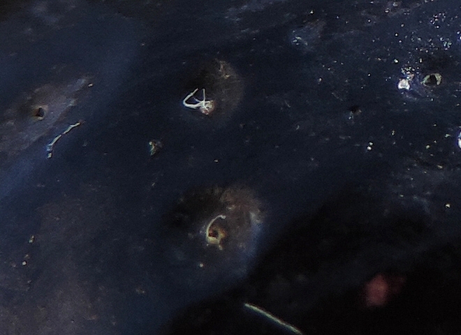 Drosophila suzukii Matsumura : oeuf d�passant en surface d'une figue en surmaturit� (en bas)