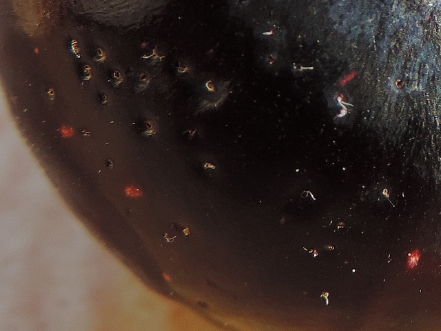 Drosophila suzukii Matsumura : trous de ponte sur figue