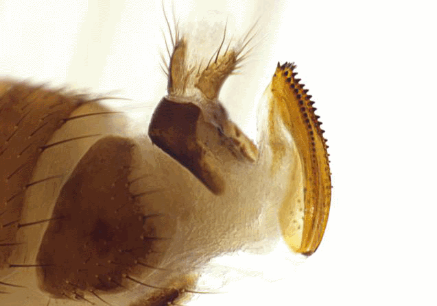 Drosophila suzukii Matsumura : l'ovipositeur est fortement dent� dans sa partie haute