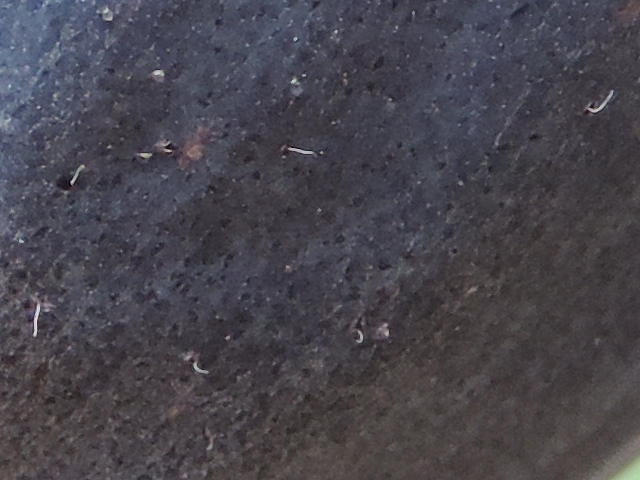 Drosophila suzukii Matsumura : trous de ponte sur figue en surmaturit�