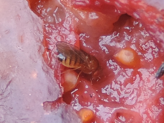 Drosophila suzukii : adulte femelle vu lat�ralement (dans d�chirure de figue en surmaturit�)