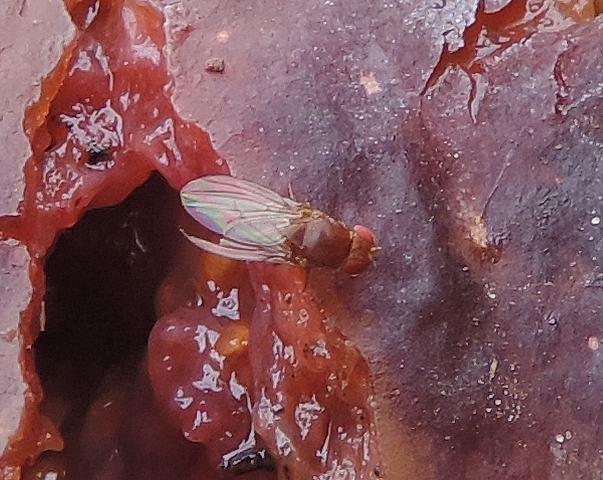 Drosophila suzukii Matsumura : femelle avec l'aile droite incompl�te sur une figue en surmaturit�