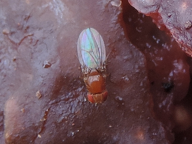 Drosophila suzukii : adulte femelle vu de dessus sur figue en surmaturit�