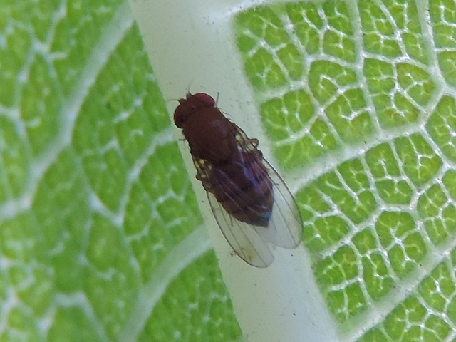 Drosophila suzukii : adulte femelle (sur nervure principale du dessous d'une feuille de Figuier)