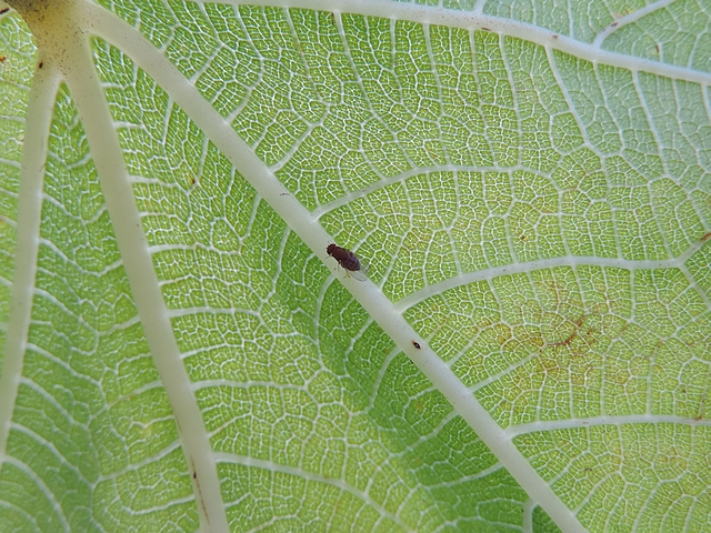 Drosophila suzukii Matsumura : adulte femelle su�ant la nervure principale du dessous d'une feuille de figuier