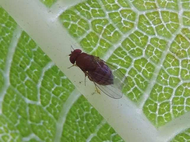 Drosophila suzukii Matsumura : adulte femelle su�ant la nervure principale du dessous d'une feuille de figuier