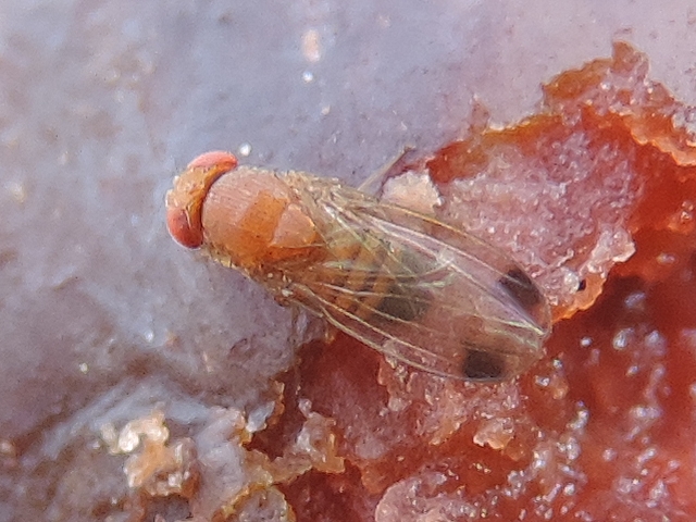 Drosophila suzukii : adulte m�le vu de dessus (sur figue en surmaturit�)