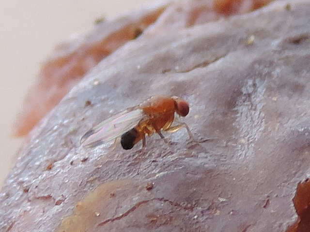 Drosophila suzukii : adulte m�le vu lat�ralement (sur figue en surmaturit�)