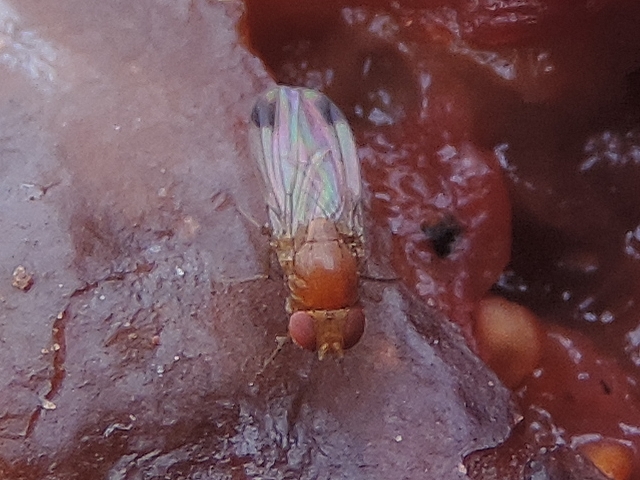 Drosophila suzukii : adulte m�le vu de dessus (sur figue en surmaturit�)