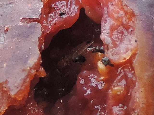 Drosophila suzukii Matsumura : m�le dans la cavit� centrale d'une figue en surmaturit� d�chir�e
