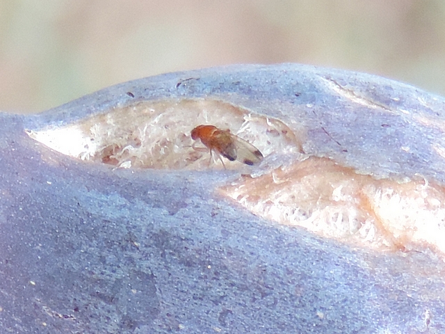 Drosophila suzukii : m�le au bord d'une fissure de figue en surmaturit�