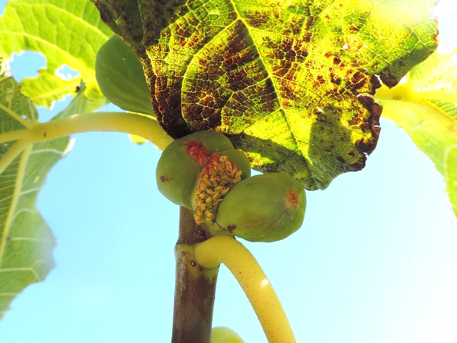 Ficus carica : curieux ph�nom�ne de fleurs � ciel ouvert