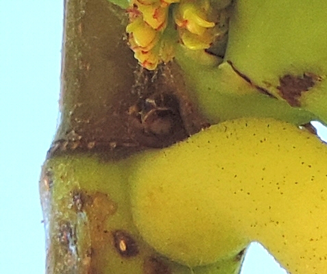Ficus carica : bourgeon v�g�tatif jouxtant les deux figues