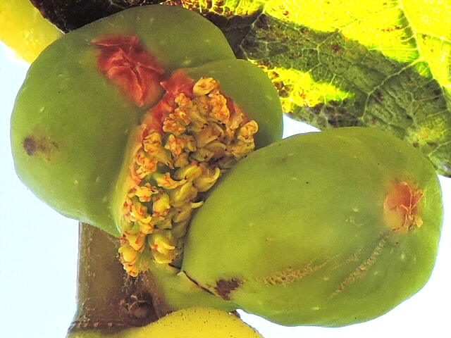 Ficus carica : curieux ph�nom�ne de fleurs � ciel ouvert