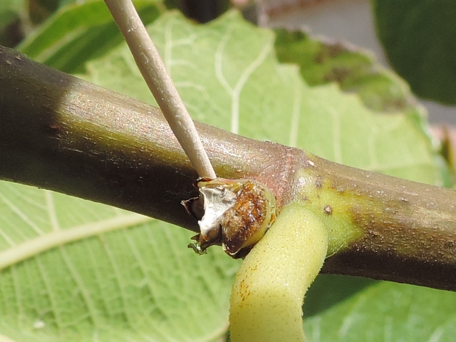 Ficus carica : bases des figues arrach�es