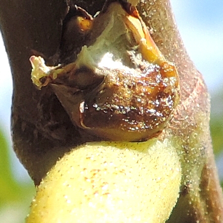 Ficus carica : bourgeon v�g�tatif central situ� entre les deux bases de figues