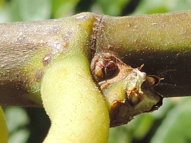 Ficus carica : bourgeon v�g�tatif central situ� entre les deux bases de figues