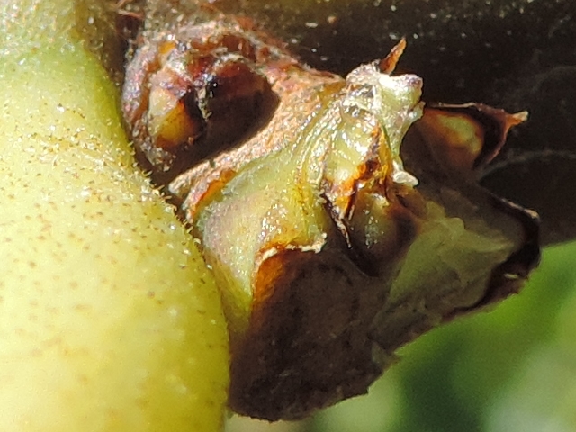 Ficus carica : bourgeon v�g�tatif central situ� entre les deux bases de figues