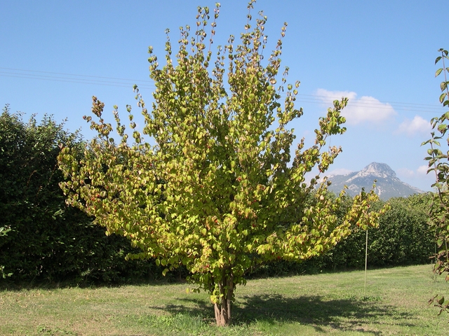Cornus officinalis Siebold & Zucc. : arbuste en feuilles