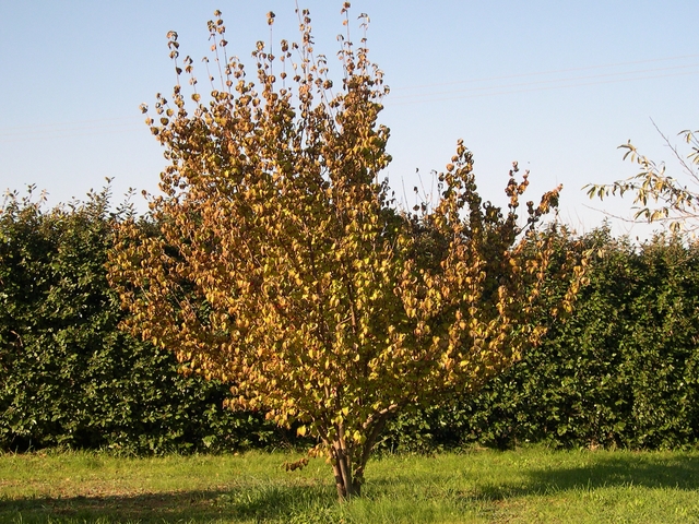 Cornus officinalis Siebold & Zucc. : feuillage d'automne
