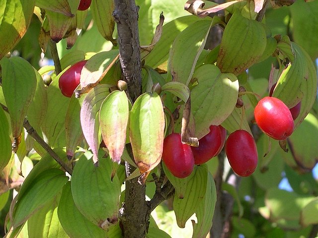 Cornus officinalis Siebold & Zucc. : feuilles et fruits