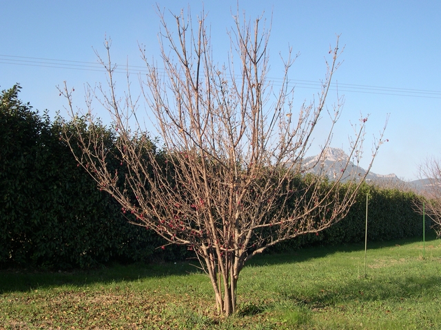 Cornus officinalis Siebold & Zucc. : fructification automnale