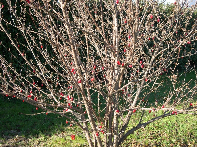 Cornus officinalis Siebold & Zucc. : fructification persistant apr�s la chute des feuilles