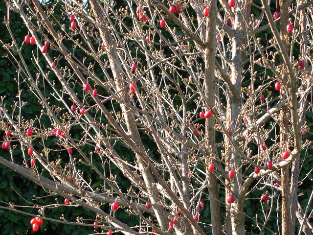 Cornus officinalis Siebold & Zucc. : fruits sur l'arbre apr�s la chute des feuilles