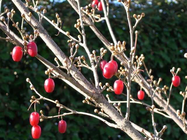 Cornus officinalis Siebold & Zucc. : fruits sur l'arbre apr�s la chute des feuilles