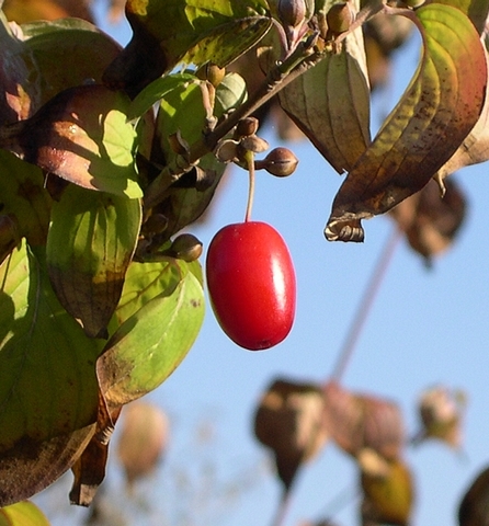 Cornus officinalis Siebold & Zucc. : fruit