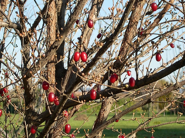 Cornus officinalis Siebold & Zucc. : fruits m�rs en automne
