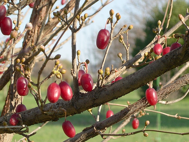 Cornus officinalis Siebold & Zucc. : fruits m�rs en automne
